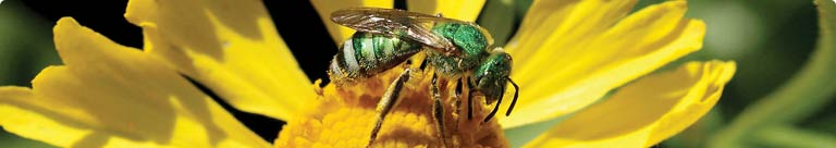 A green tinted bee on a yellow flower.
